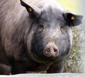 distributeur de porc noir Ibérique en morceaux pour boucher à Nantes