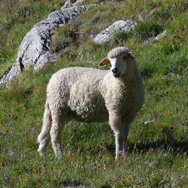 Lamb Ibérico