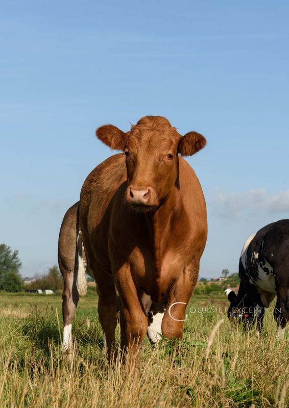 Où trouver de la viande de boeuf Limousin pour distribuer à l'étranger