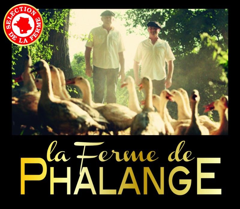 ELEVEUR  GERS FERME DE PHALANGE