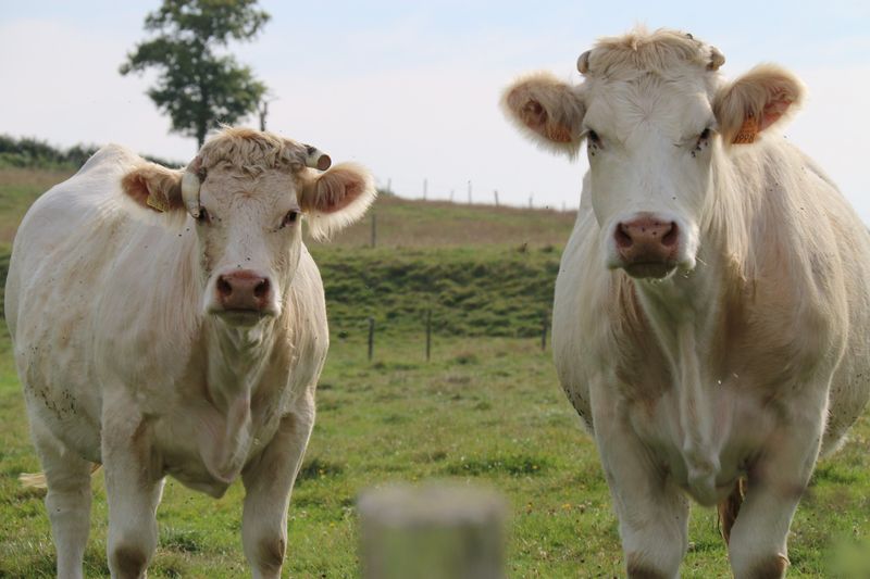 Elevage de bœuf en Vendée