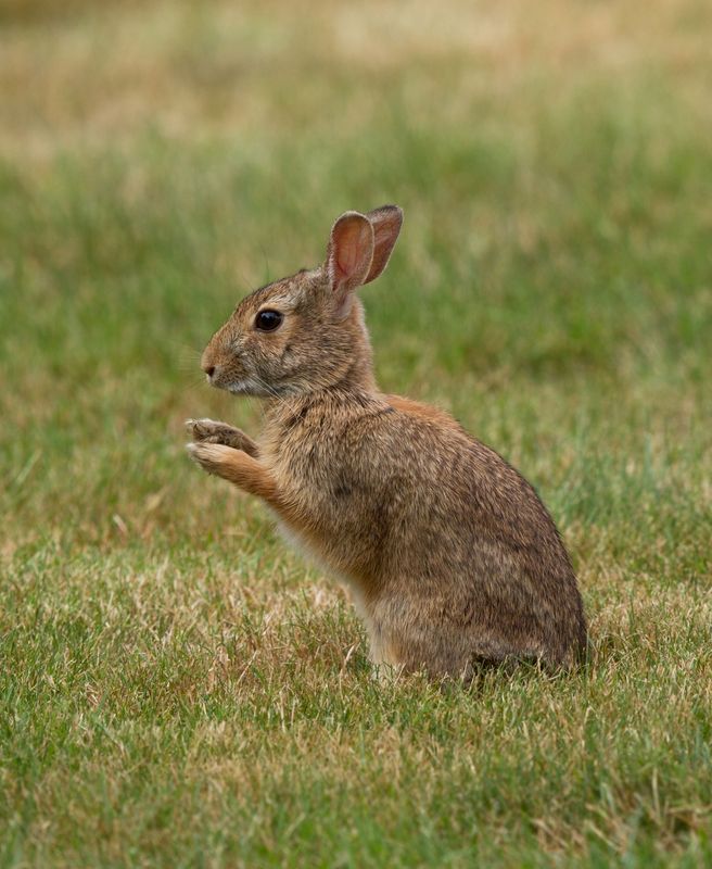 Grossiste de Lapin de Garenne à RUNGIS et partout en FRANCE
