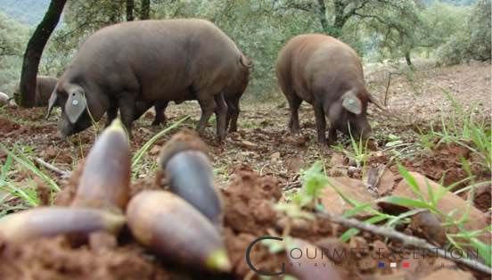 IBERIAN FILET MIGNON