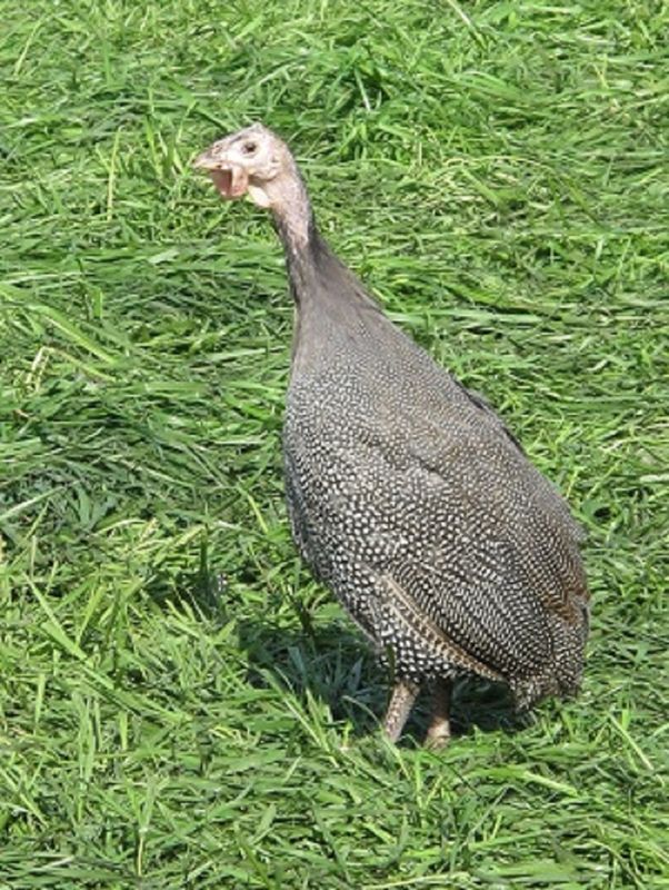 POULTRY FROM THE FARMERS OF CHALLANS