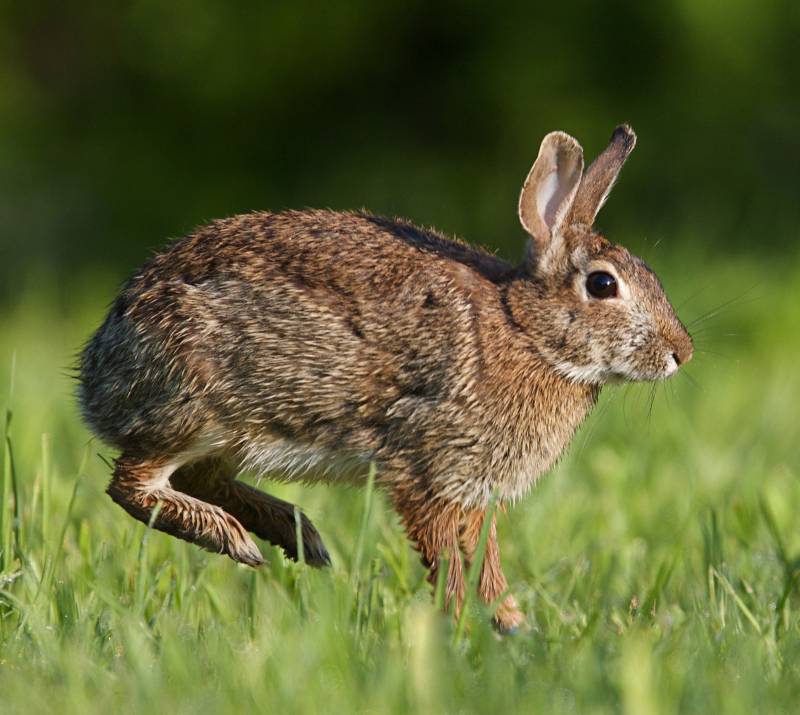 THE GARENNE RABBIT