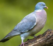 Our services in the sector of Brussels Belgium